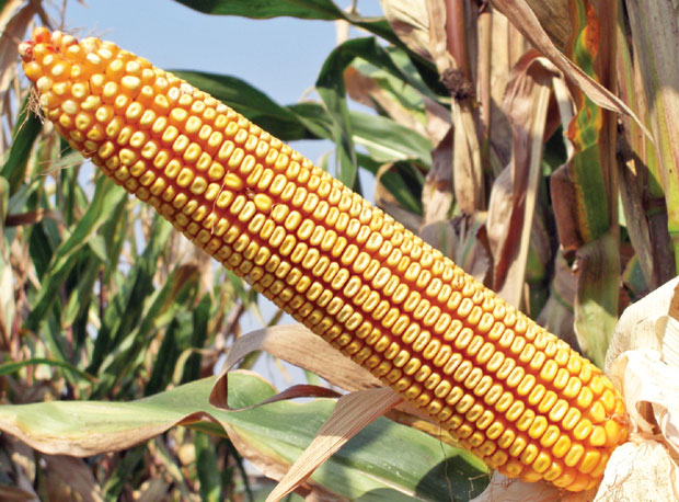 Гајење кукуруза у условима суше